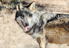 Mexican Gray Wolf Walking Towards Camera