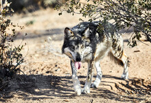 Mexican Gray Wolf Walking Towards Camera