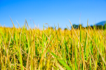 Poster - Rice Paddy in Field