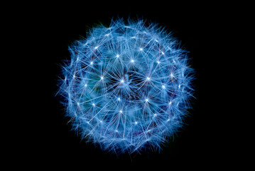 Wall Mural - Close-up of Dandelion on dark background