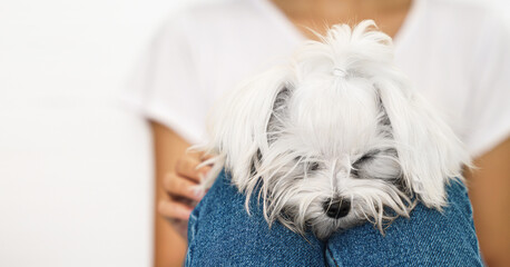 closeup of small curly white dog lying on woman leg