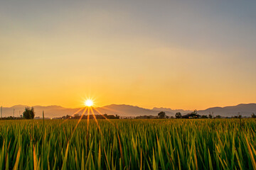 Beautiful green rice field and blue sky background at sunset time.