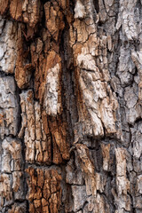 Wall Mural - background texture of very rough tree trunk surface with a different shades of brown coloration.