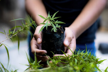 Hands holds baby cannabis plant.