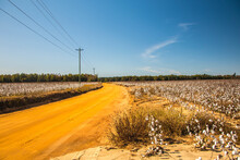 A Dirt Road Through A Cotton Farm In The Country