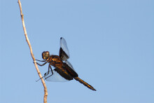 Widow Skimmer Dragonfly Against Blue Sky.