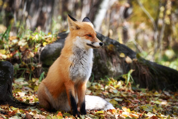 Wall Mural - The fox is sitting in the autumn forest