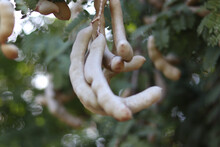 Raw Tamarind Fruit Hang On The Tamarind Tree With Natural Background,Portrait.