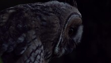 Close Up Detail Of Young Long Eared Owl (Asio Otus) Gazing And Sitting On Dense Branch Deep In Crown. Wildlife Dark Tranquil Portrait Footage Of Bird Head In Detail In Natural Night Habitat Background