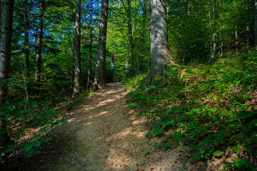 Fototapeta vivid green mountain forest scenic view outdoor environment space of summer clear weather day season and dirt trail for hiking walking