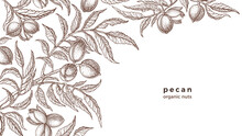 Vector Pecan Plant, Nuts. Vintage Botany Sketch