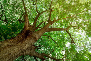 Wall Mural - Bottom view of tree trunk to green leaves of big tree in tropical forest with sunlight. Fresh environment in park. Green plant give oxygen in summer garden. Forest tree with small leaves on sunny day.