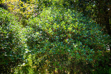 Osmanthus Heterophyllus Bush. Natural Green Foliage Pattern. Abstract Modern Trendy Texture Background