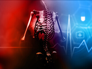 Wall Mural - Human body skeleton. 3d illustration.