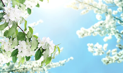 Wall Mural - Horizontal banner with beautiful branches of apple tree with white flowers