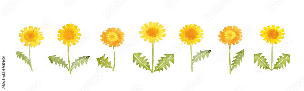 たんぽぽ 水彩イラスト 春の花 Fototapety