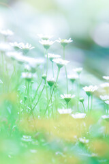 Wall Mural - Blooming chamomile flowers at sunrise.