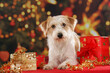 cute kromfohrländer dog lying on christmassy background
