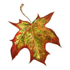 dry autumn maple leaf watercolor illustration. close up hand draw maple tree element. bright autumnt