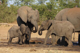 Fototapeta Natura - Afrikanischer Elefant / African elephant / Loxodonta africana.