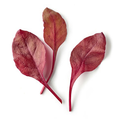 Poster - fresh red salad leaves