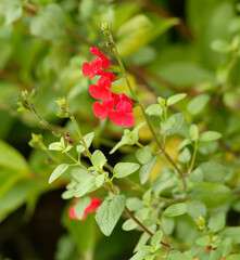 Wall Mural - Salvia microphylla var. neurepia ‘Forever Red’ | Sauge de Graham arbustive Forever Red à larges feuilles vertes sur tiges rouge brun garnies de fleurs rouges lumineuses