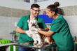 © zorandim75 - Veterinarian and dog at veterinary clinic.