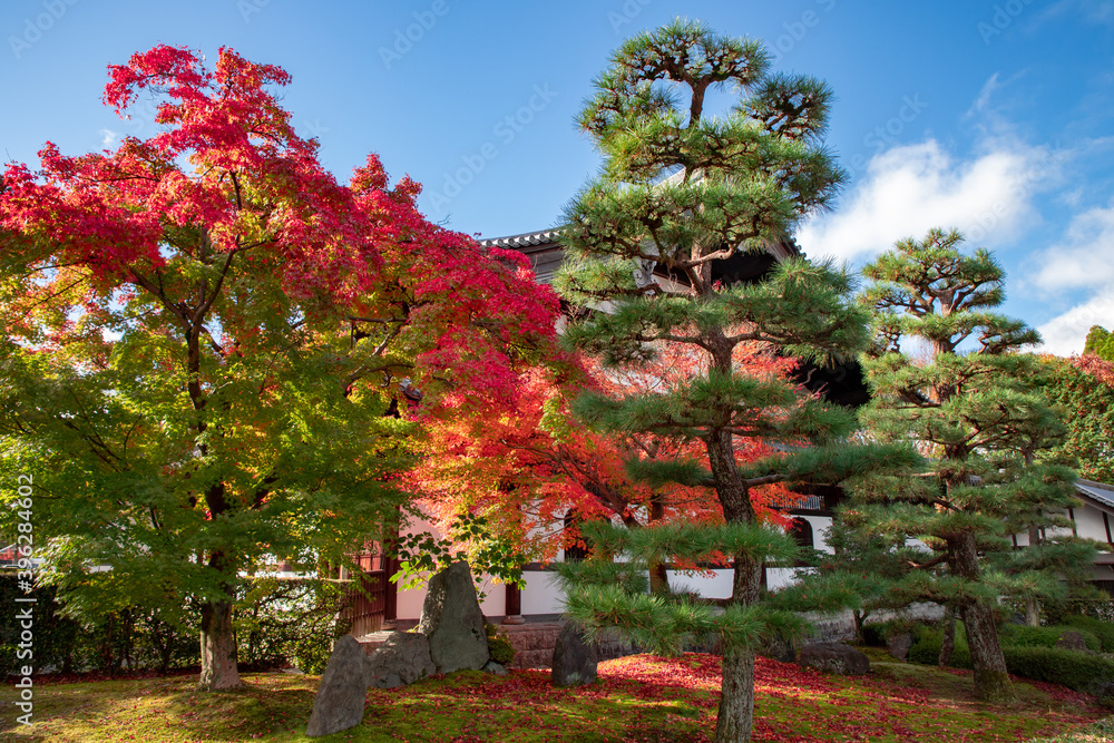 美しい京都の紅葉風景 Krajobrazy Plakaty Ecowall24 Pl