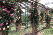 Climbing garden colorful  pink  roses on wooden trellis
