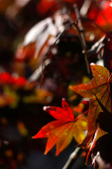 Poster - Autumn colors in an urban park