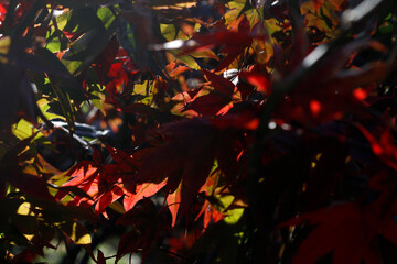 Canvas Print - Autumn colors in an urban park