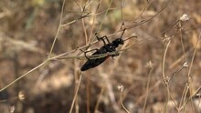 Red Black Spotted Soldier Beetle On Leaves Of Dry Weed Herb. Wild, Wildlife, Macro, Close Up, Soldier Beetle, Insect, Beetle, Winged, Herb, Red, Black, Spotted, Cantharidae, Weed,