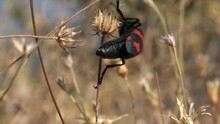Red Black Spotted Soldier Beetle On Leaves Of Dry Weed Herb. Wild, Wildlife, Macro, Close Up, Soldier Beetle, Insect, Beetle, Winged, Herb, Red, Black, Spotted, Cantharidae, Weed,
