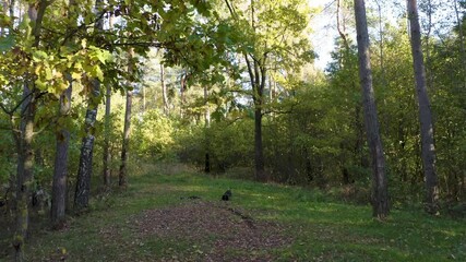 Wall Mural - Drone shot flying on autumn forest. Slow flight in forest on fall season.
