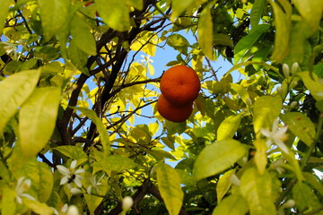 two oranges inside a tree canopy. around the oranges they have branches on which there are leaves an