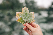 Closeup Of A Green And Yellow Maple Leaf Covered With Snow In The Hand Of A Young Woman. Outdoor Winter Park Ambience On A Cold Frosty Day Mood Concept.