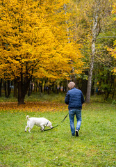 Wall Mural - Portrait of a beautiful golden retriever sitting on the grass full length while his owner ,handsome young man standing behind him with a lead in his hands