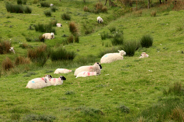 Wall Mural - élevage de moutons