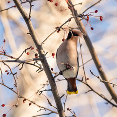 Birds waxwing on a tree close-up