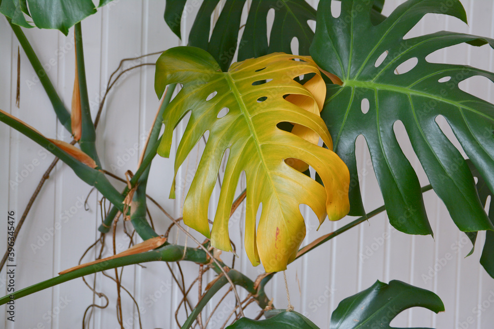 Stock-Foto Monstera plant with yellowing leaf. Yellow leaf on monstera  green home plant. Overwatering plant in winter.  | Adobe Stock