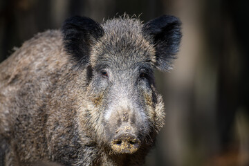 Wall Mural - portrait male wild-boar in autumn forest