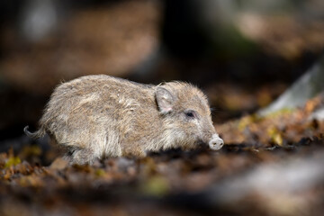 Wall Mural - Baby wild boar, Sus scrofa, running red autumn forest in background