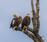 Fototapeta  - Pair of bald eagles in a tree with one cleaning its feathers