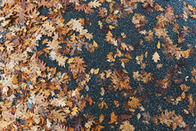 Directly Above View Of Rotting Leaves On Wet Asphalt In Autumn