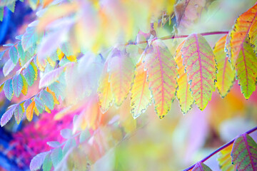 Autumnal coloration of cornicabras (Pistacia terebinthus) in Alcocer. Guadalajara. Spain