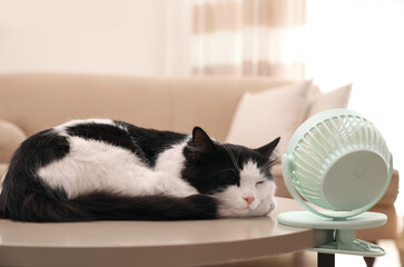 Cute fluffy cat enjoying air flow from fan on table indoors. Summer heat