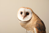 Fototapeta Zwierzęta - Beautiful common barn owl on beige background, closeup