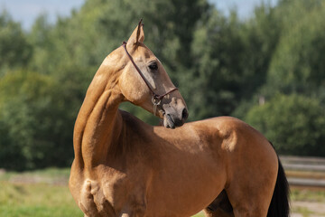 Wall Mural - Portrait of a beautiful buckskin horse looks back on natural green summer background, head closeup