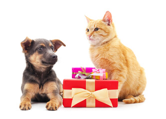 Sticker - Small cat and puppy with a gift..