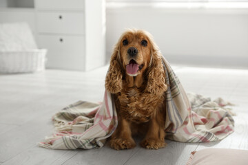 Cute English cocker spaniel dog with plaid on floor